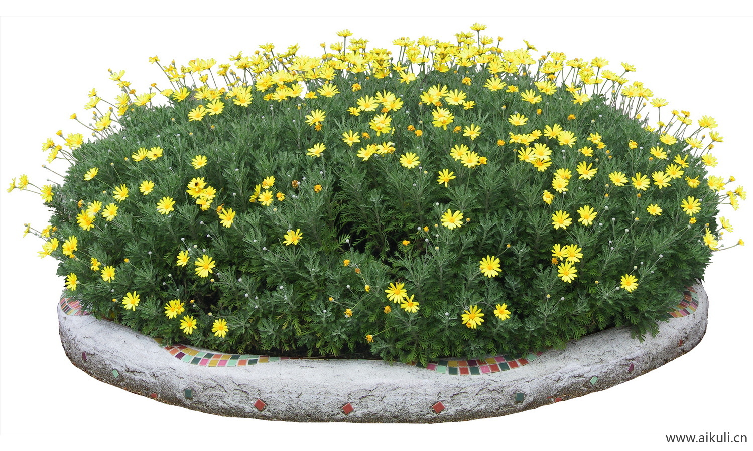 PSD免抠花坛地坡花卉植物南非菊