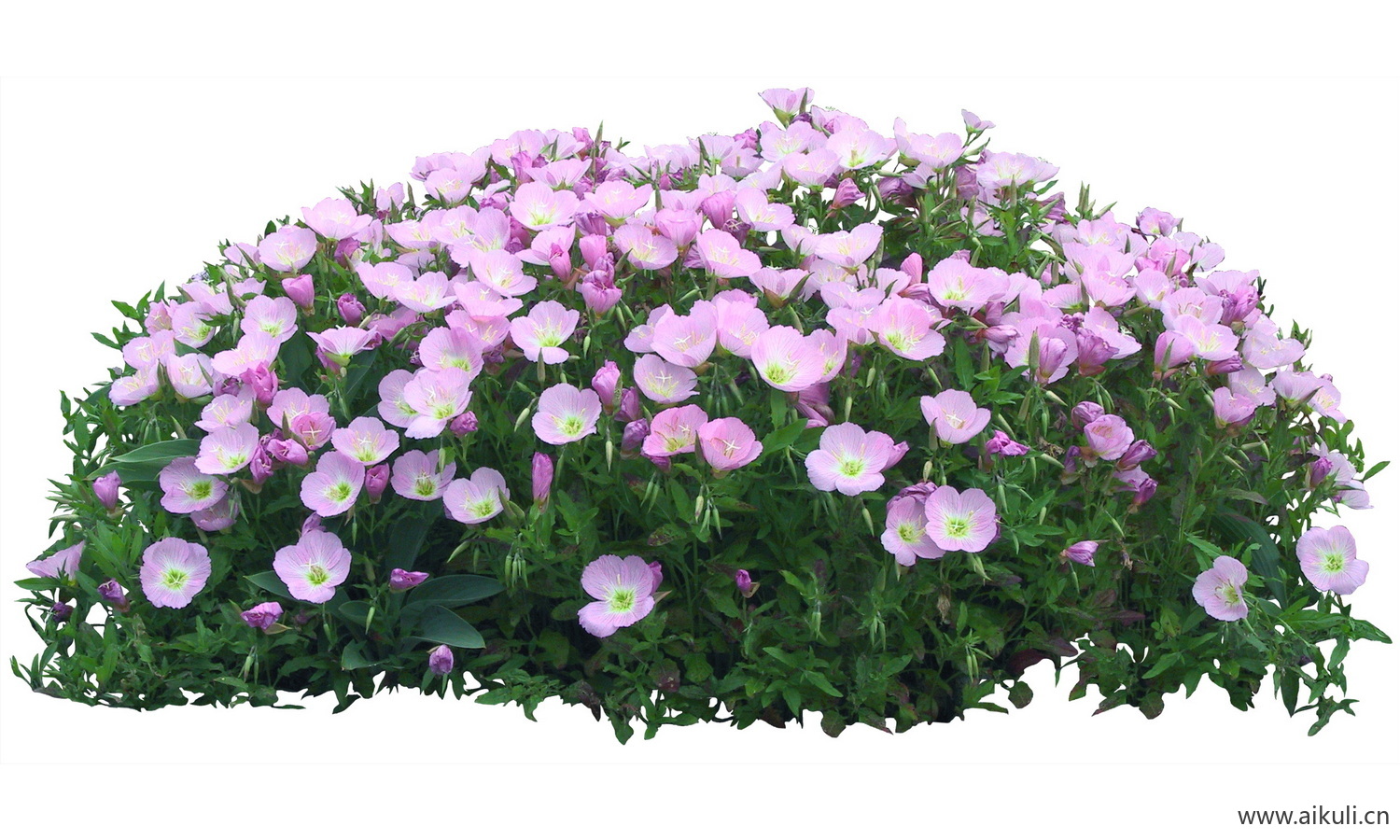 PSD免抠花坛地坡花卉植物愉悦山字草