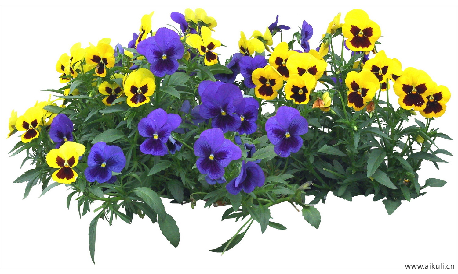 PSD免抠花坛地坡花卉植物三色堇