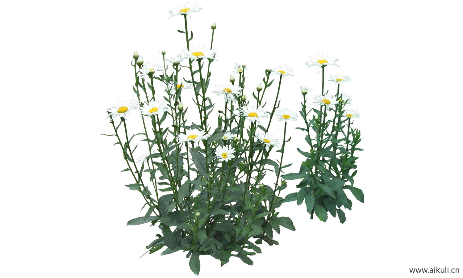 PSD免抠花坛地坡花卉植物木春菊
