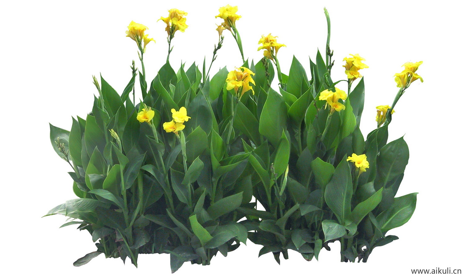 PSD免抠花坛地坡花卉植物美人蕉