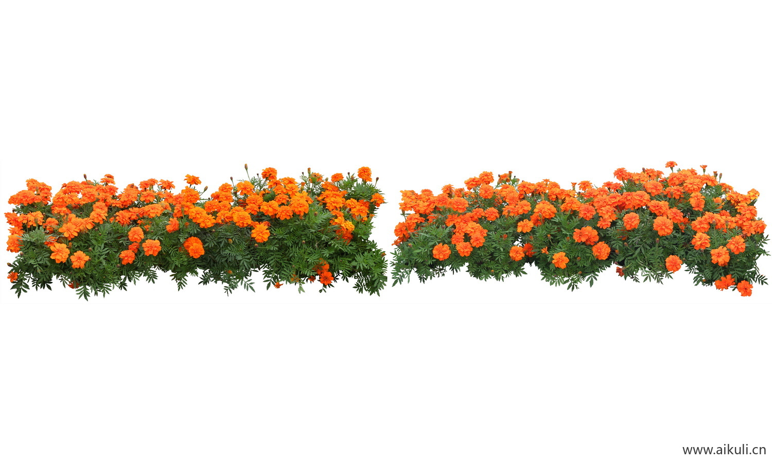 PSD免抠花坛地坡花卉植物万寿菊