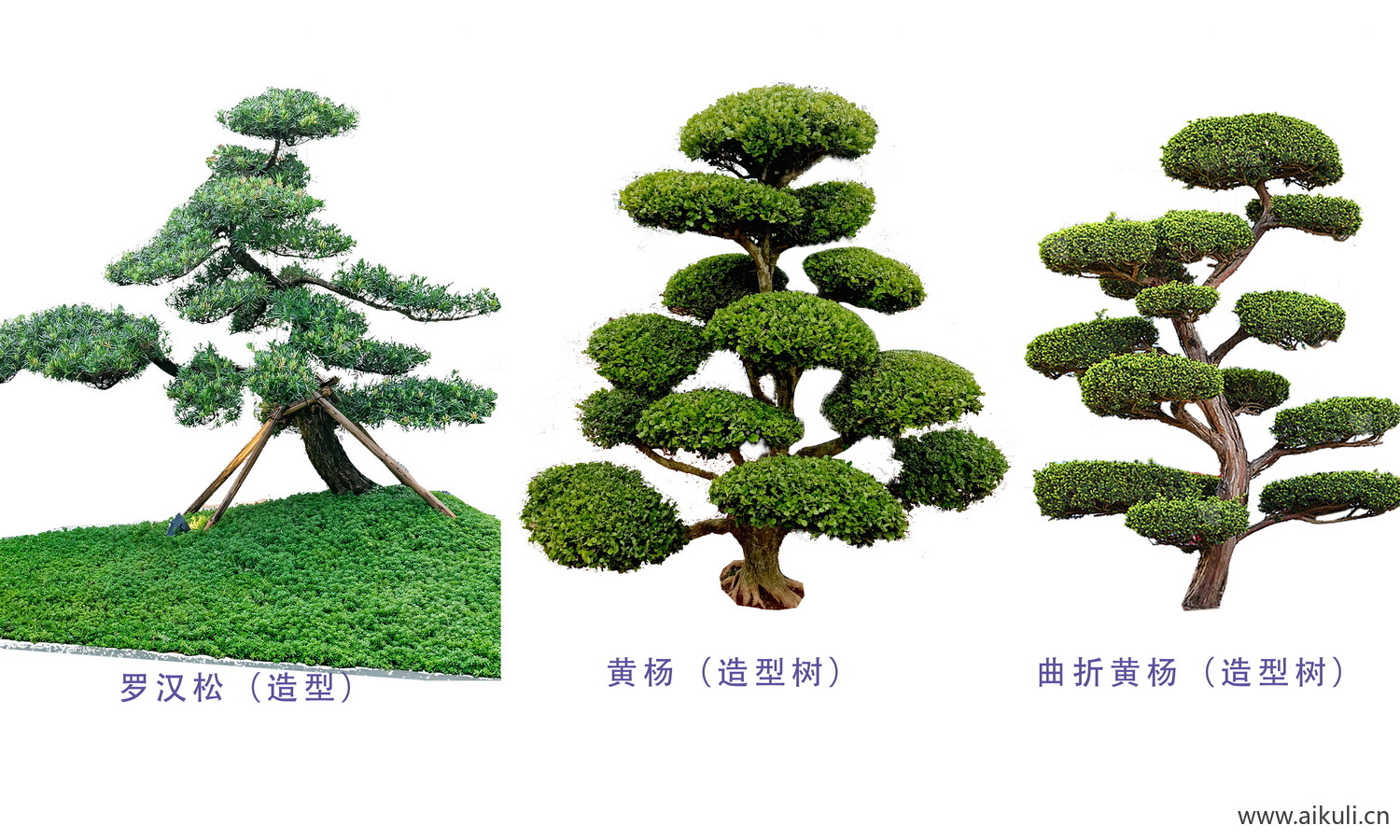 中式造型树-小叶榕罗汉松 