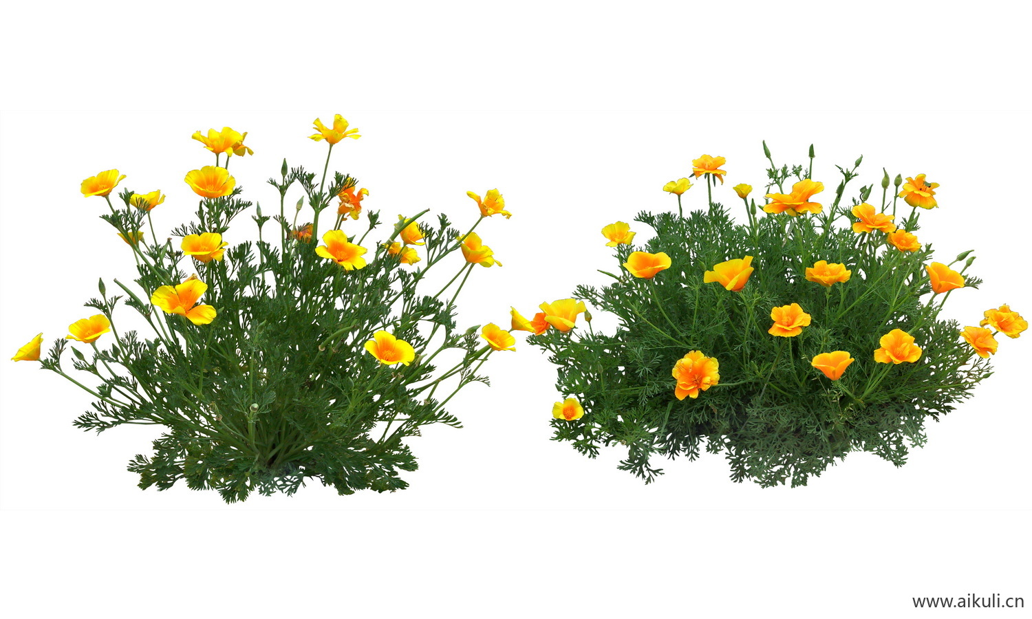 PSD免抠花坛地坡花卉植物花菱草