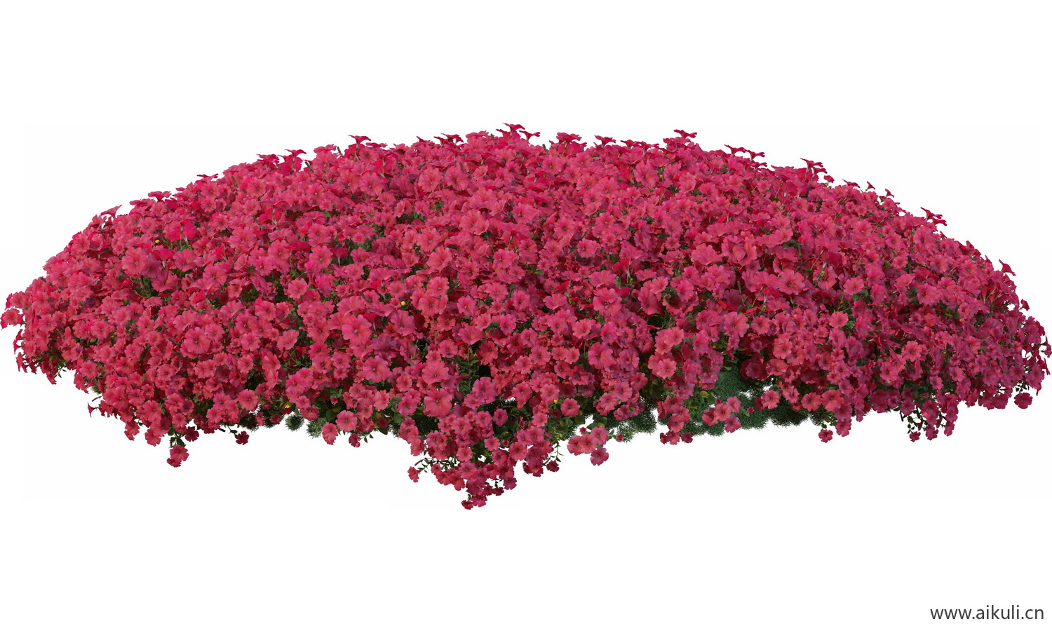 圆形花池魔纹花坛绿篱花境镜植物花卉png免抠_10