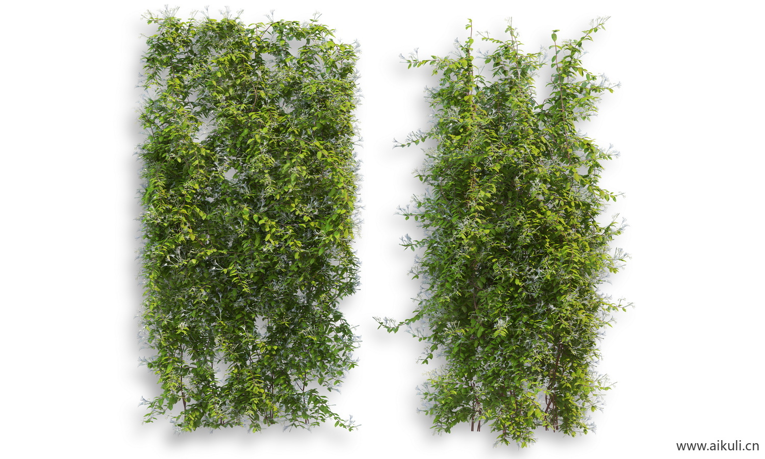 藤蔓植物爬藤-PSD分层