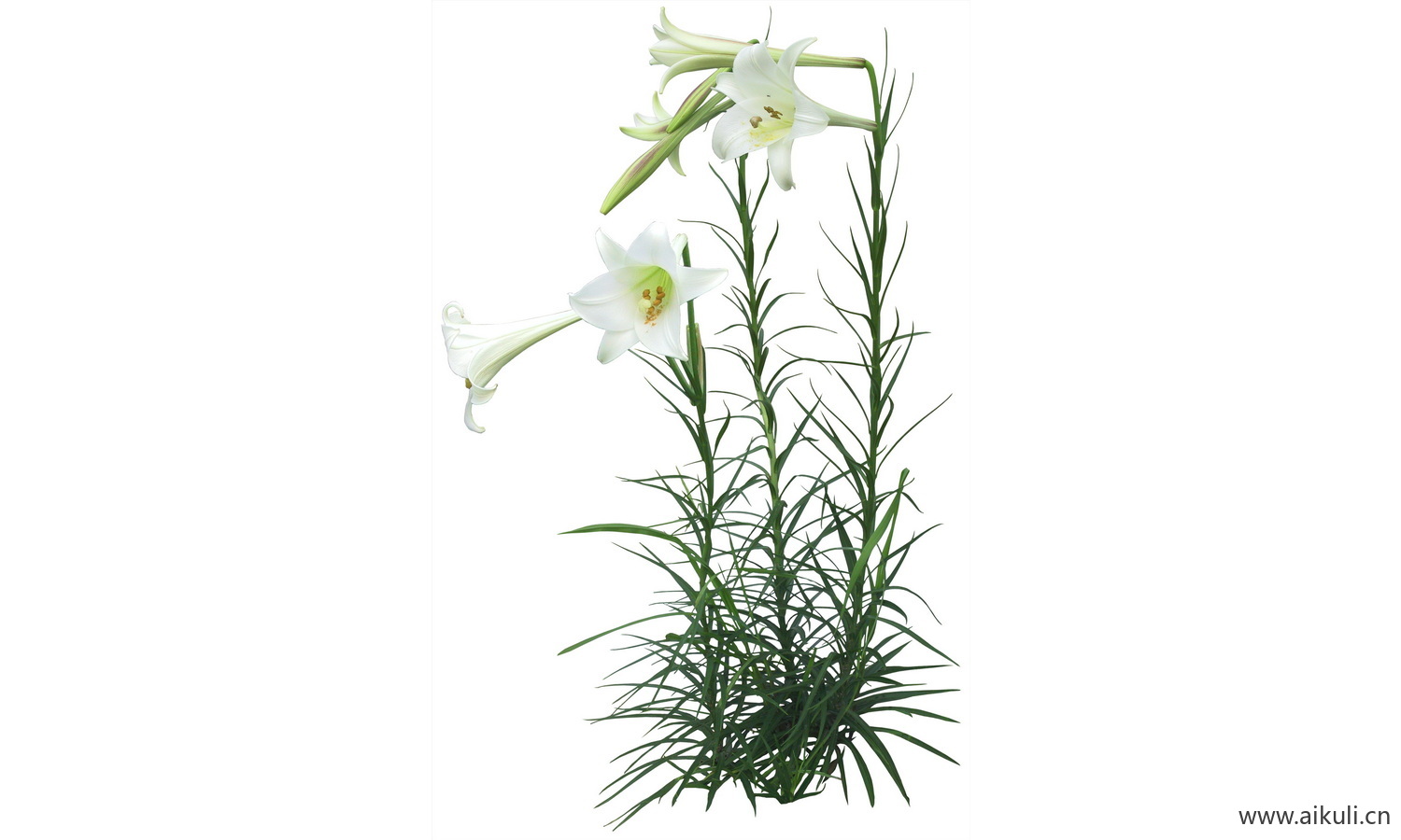 PSD免抠花坛地坡花卉植物百合