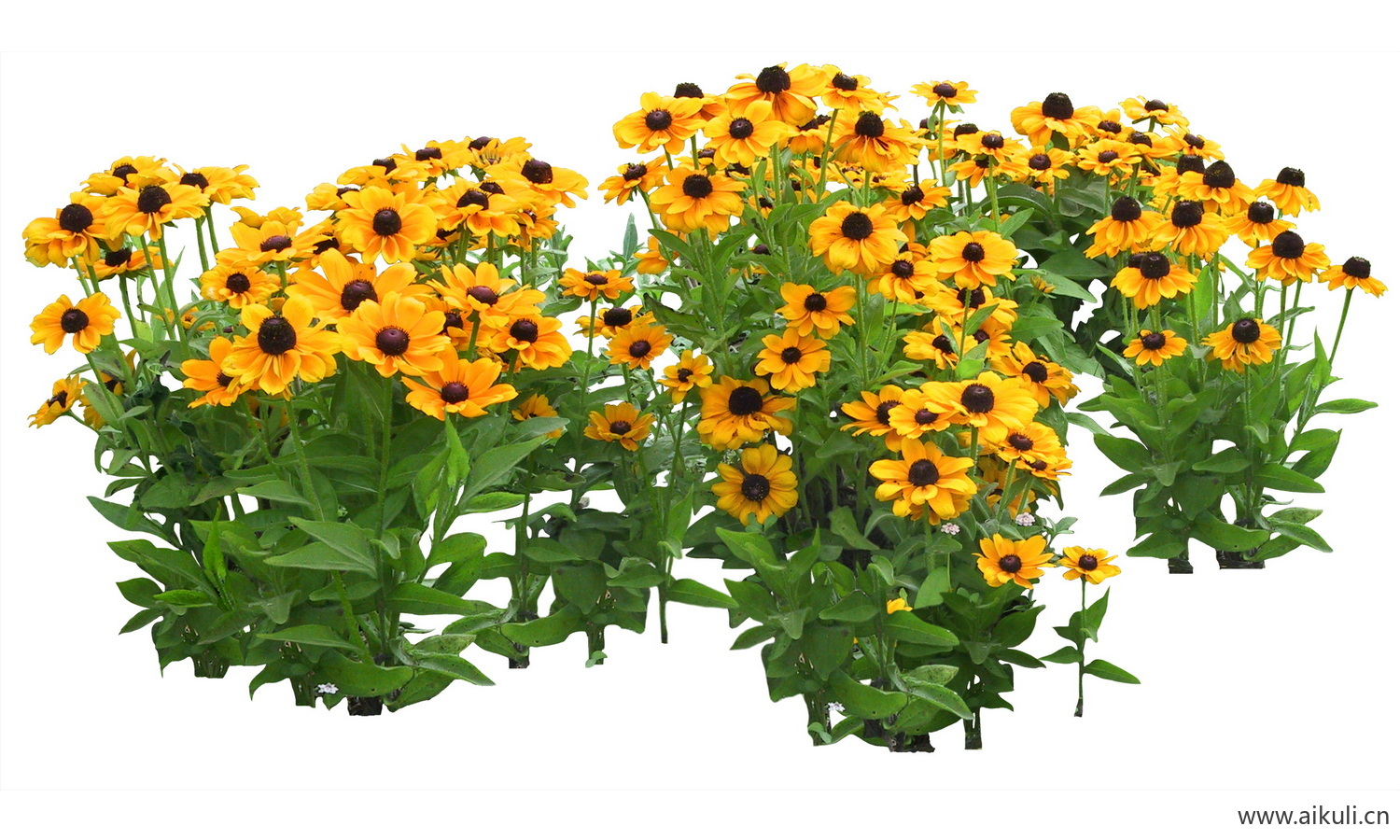 PSD免抠花坛地坡花卉植物凉菊