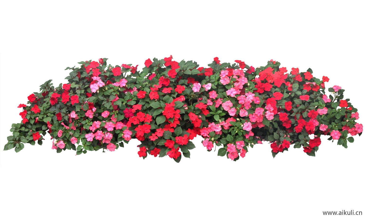 洋凤仙PSD免抠花坛地坡花卉植物