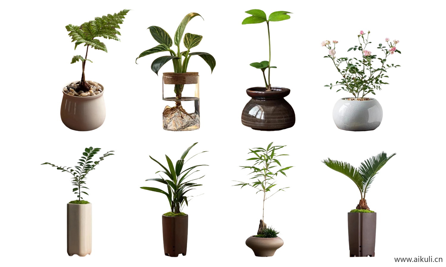 室内绿植花瓶-摆件植物花卉-PS素材