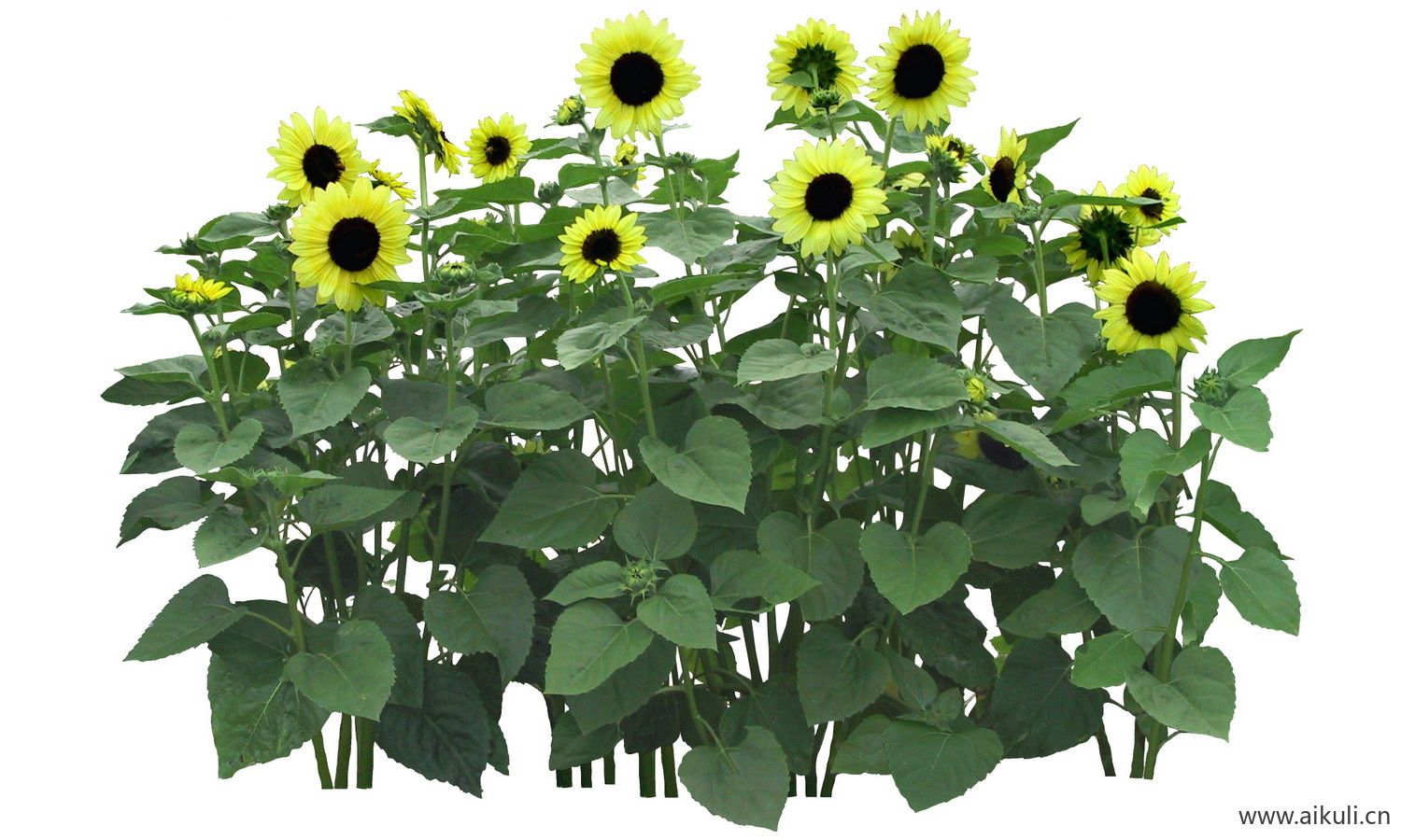 PSD免抠花坛地坡花卉植物向日葵
