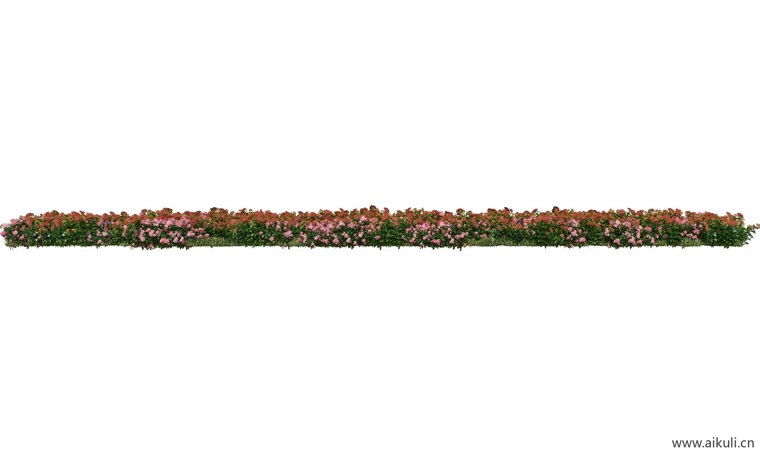 一字条形形花池魔纹花坛绿篱花境镜植物花卉png免抠_22
