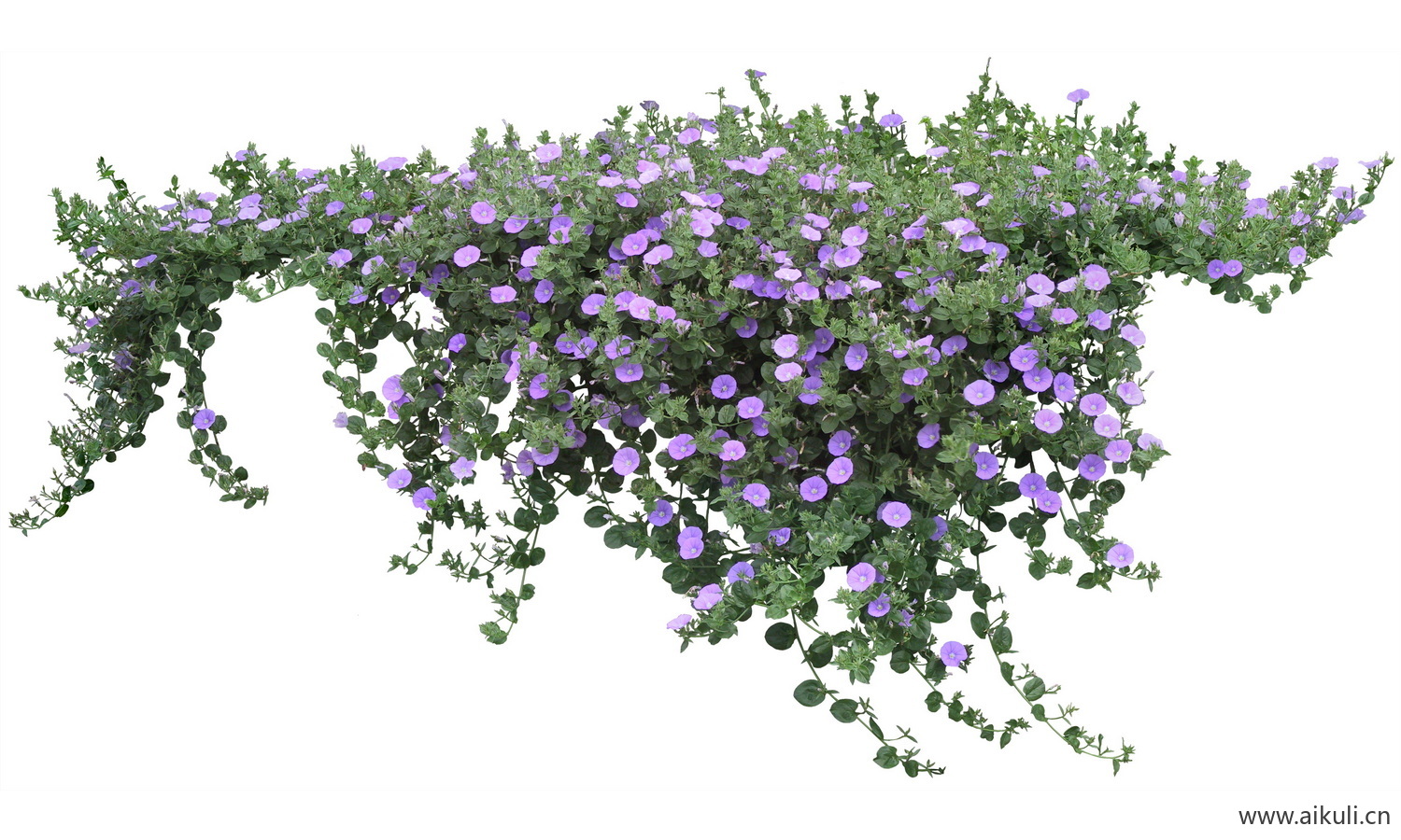 PSD免抠花坛地坡花卉植物蓝色旋花