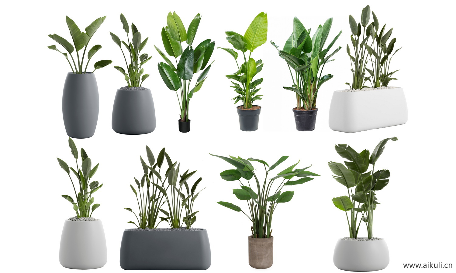 盆绿植摆件_植物_室内盆栽-盆栽PS-免抠