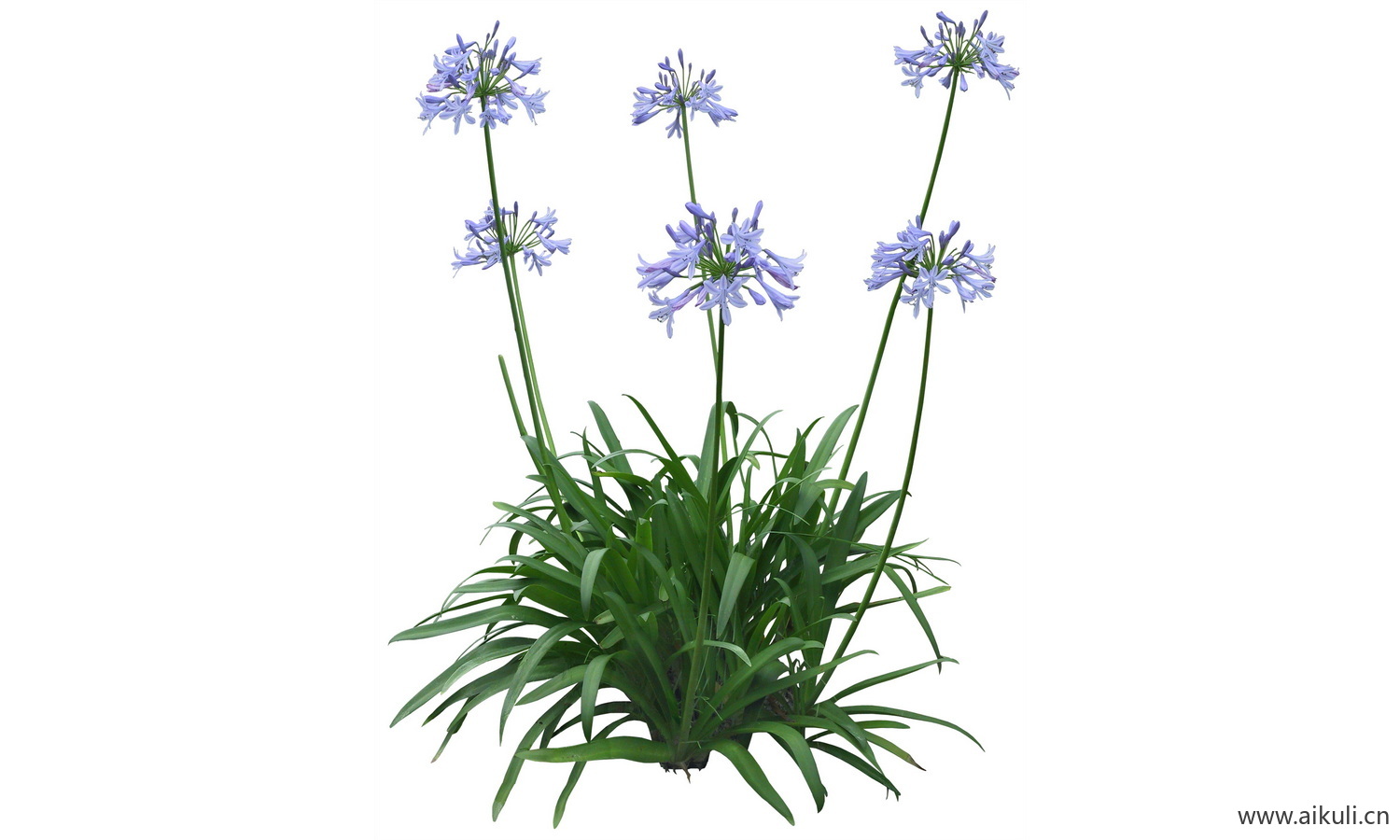PSD免抠花坛地坡花卉植物-百子兰