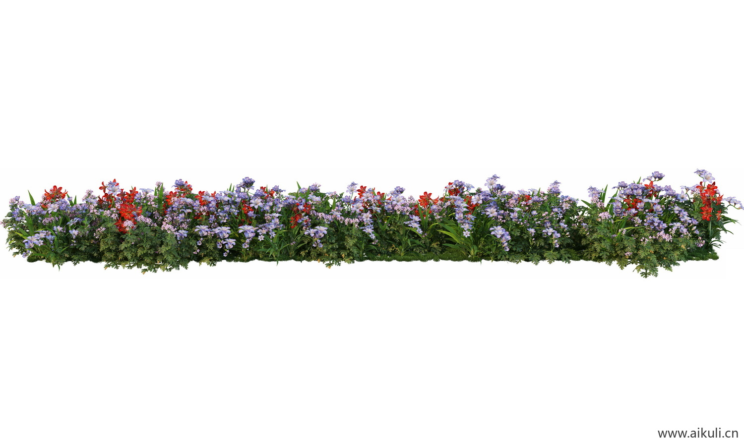 一字条形形花池魔纹花坛绿篱花境镜植物花卉png免抠_02