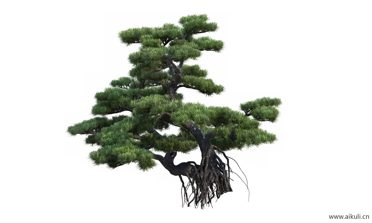 bonsai1乔木植物大树PNG免扣