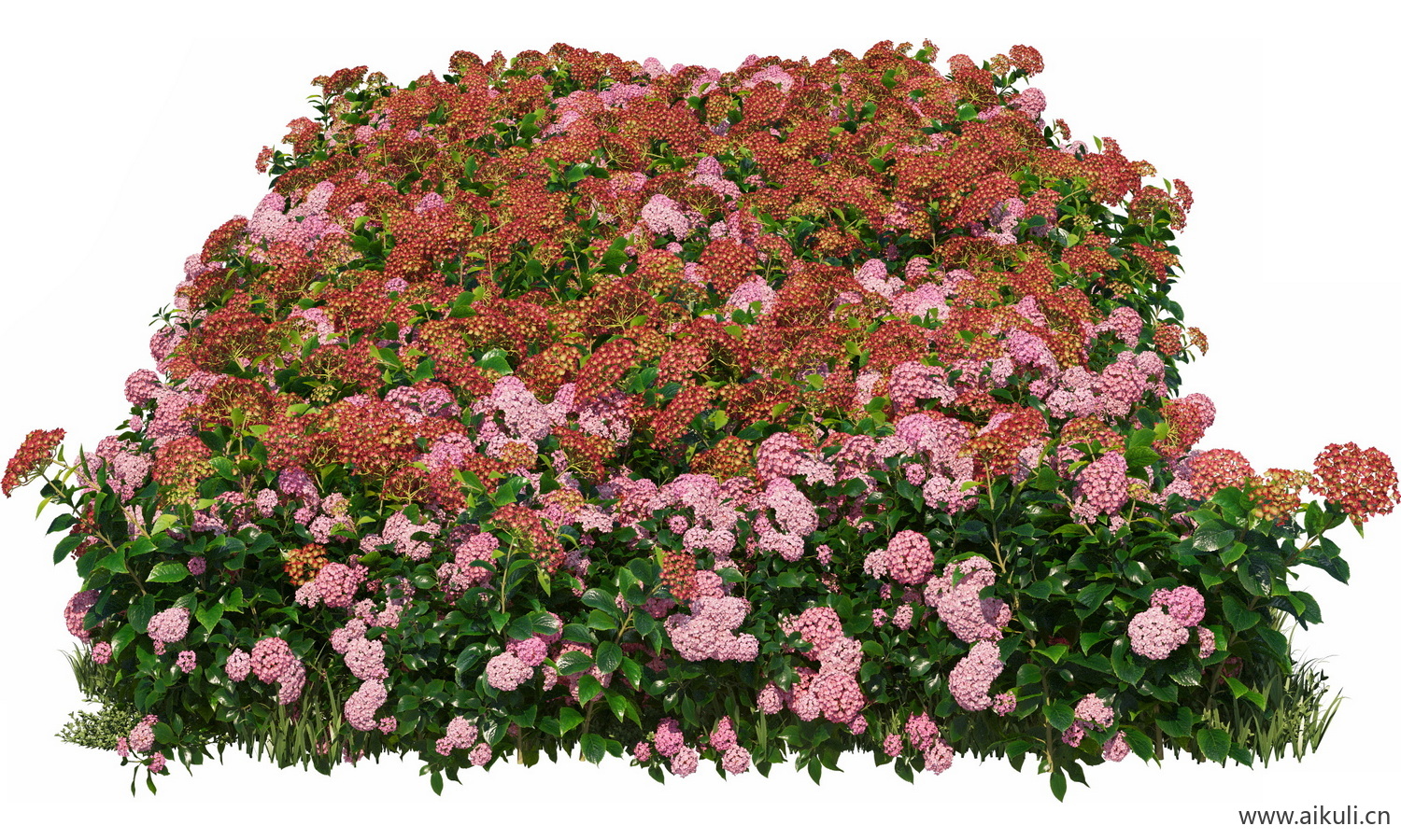 分段花坛花池魔纹花坛绿篱花境镜植物花卉png免抠_10