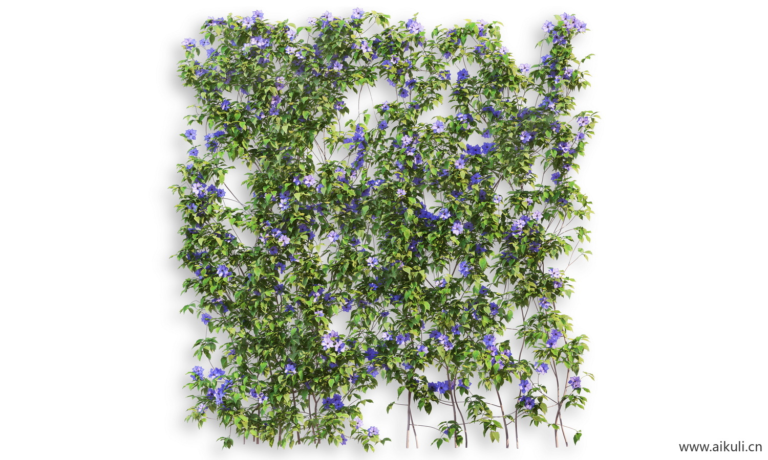 藤蔓植物I-PSD分层