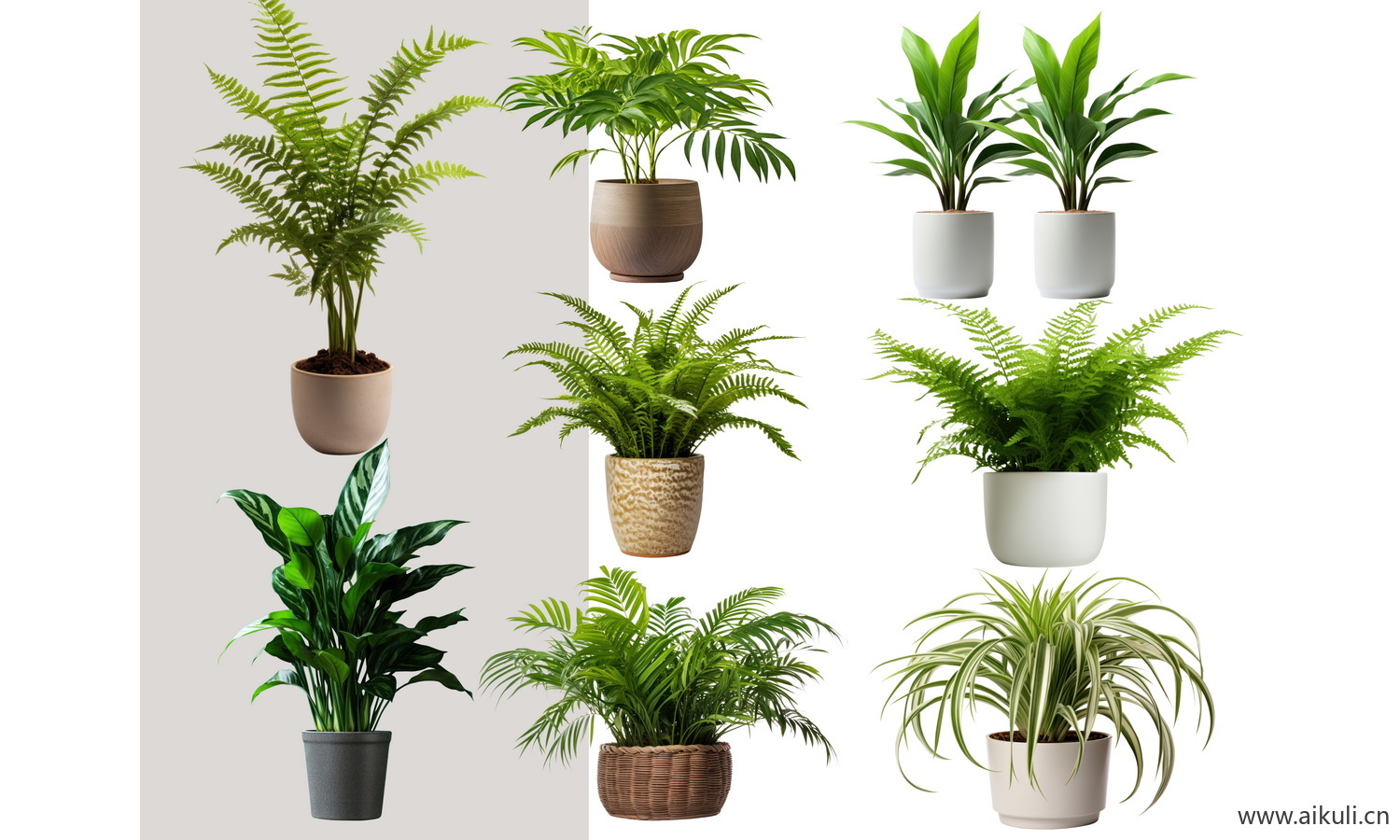 现代室内盆栽绿植摆件_植物_室内盆栽-盆栽PSD免抠