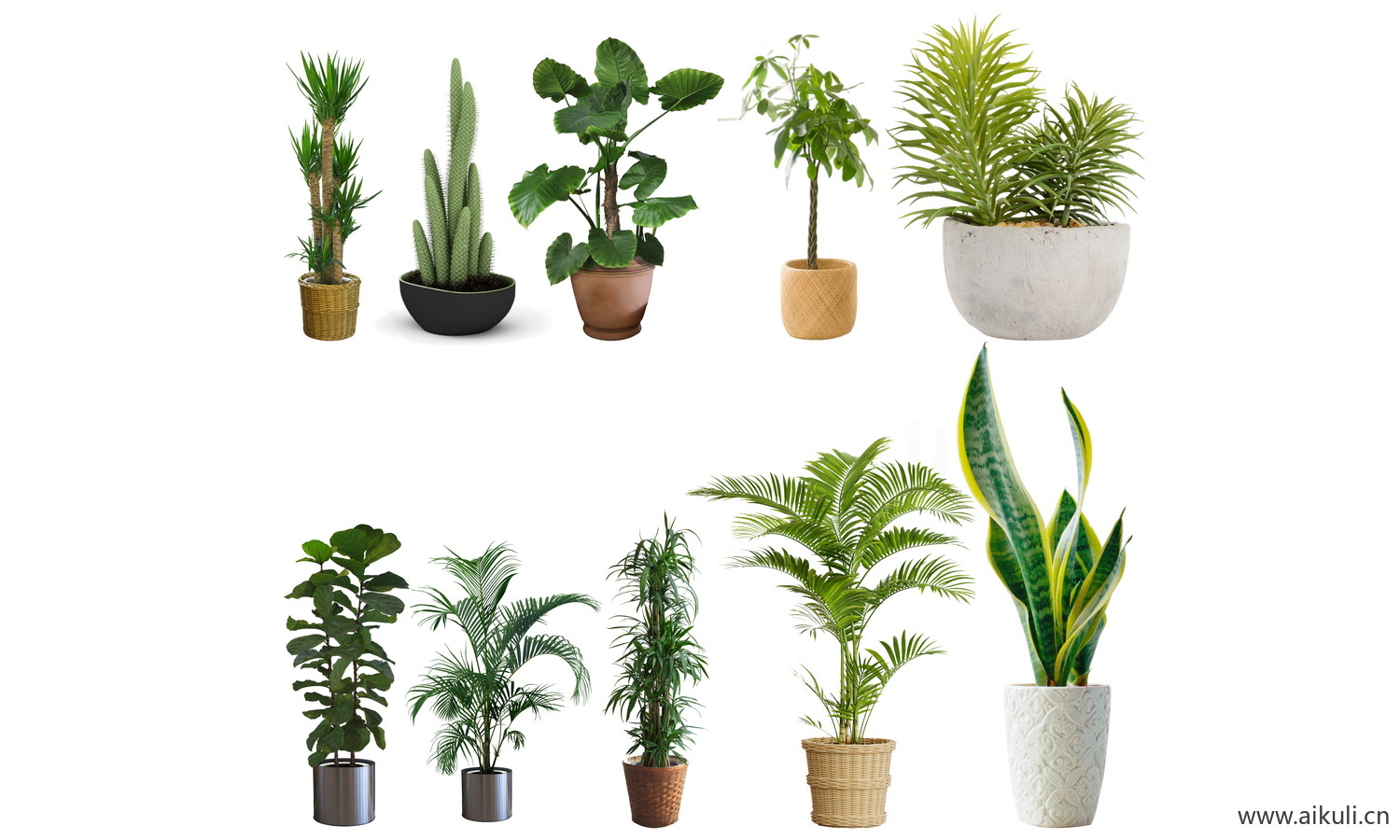 盆栽绿植花盆植物现代简约客厅摆件免抠ps