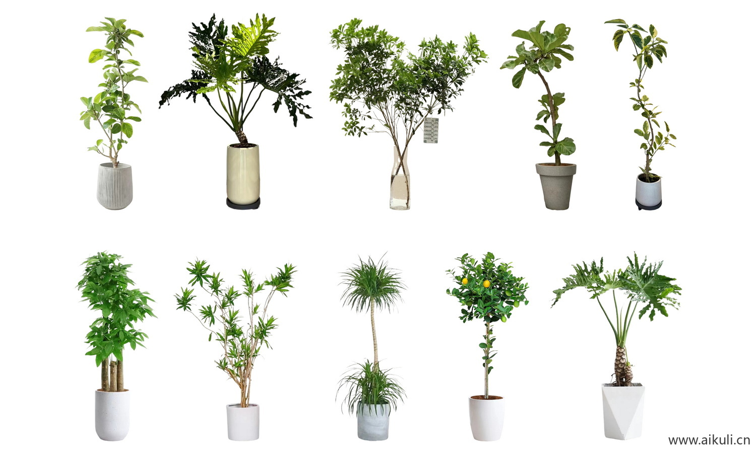 绿植摆件花卉植物盆栽PSD免抠