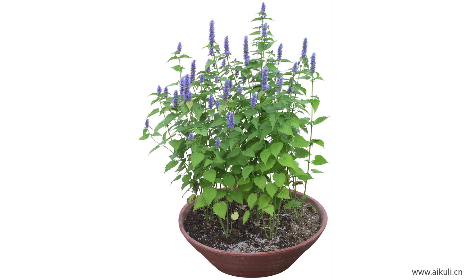 PSD免抠花坛地坡花卉植物茴藿香