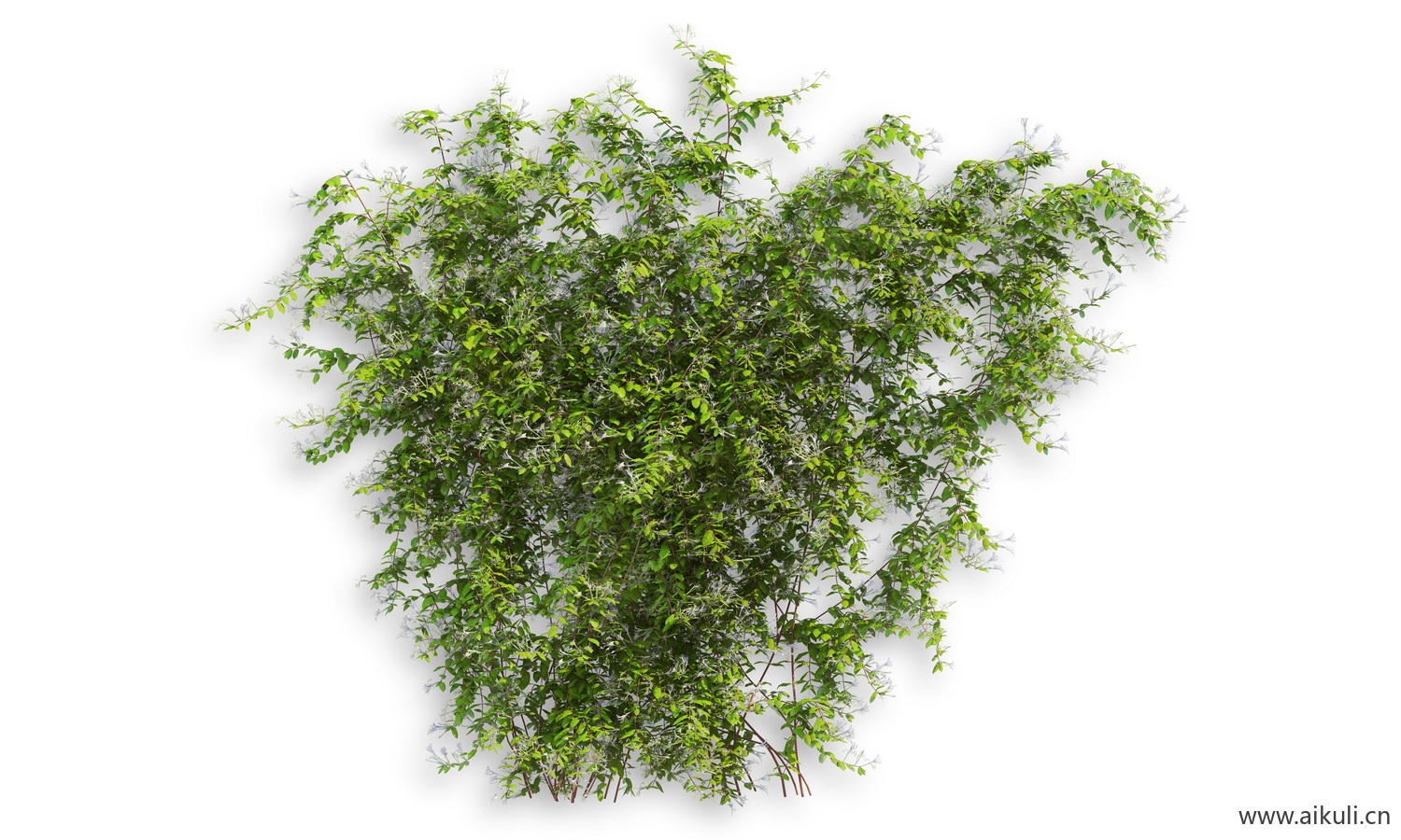 藤蔓植物L-PSD分层