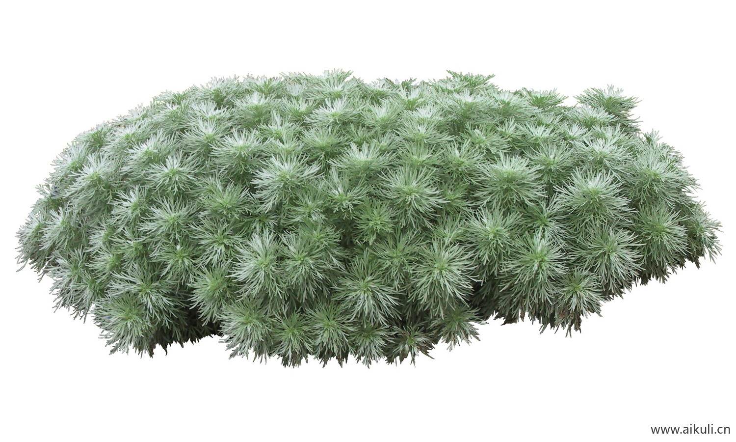 PSD免抠花坛地坡花卉植物朝雾草