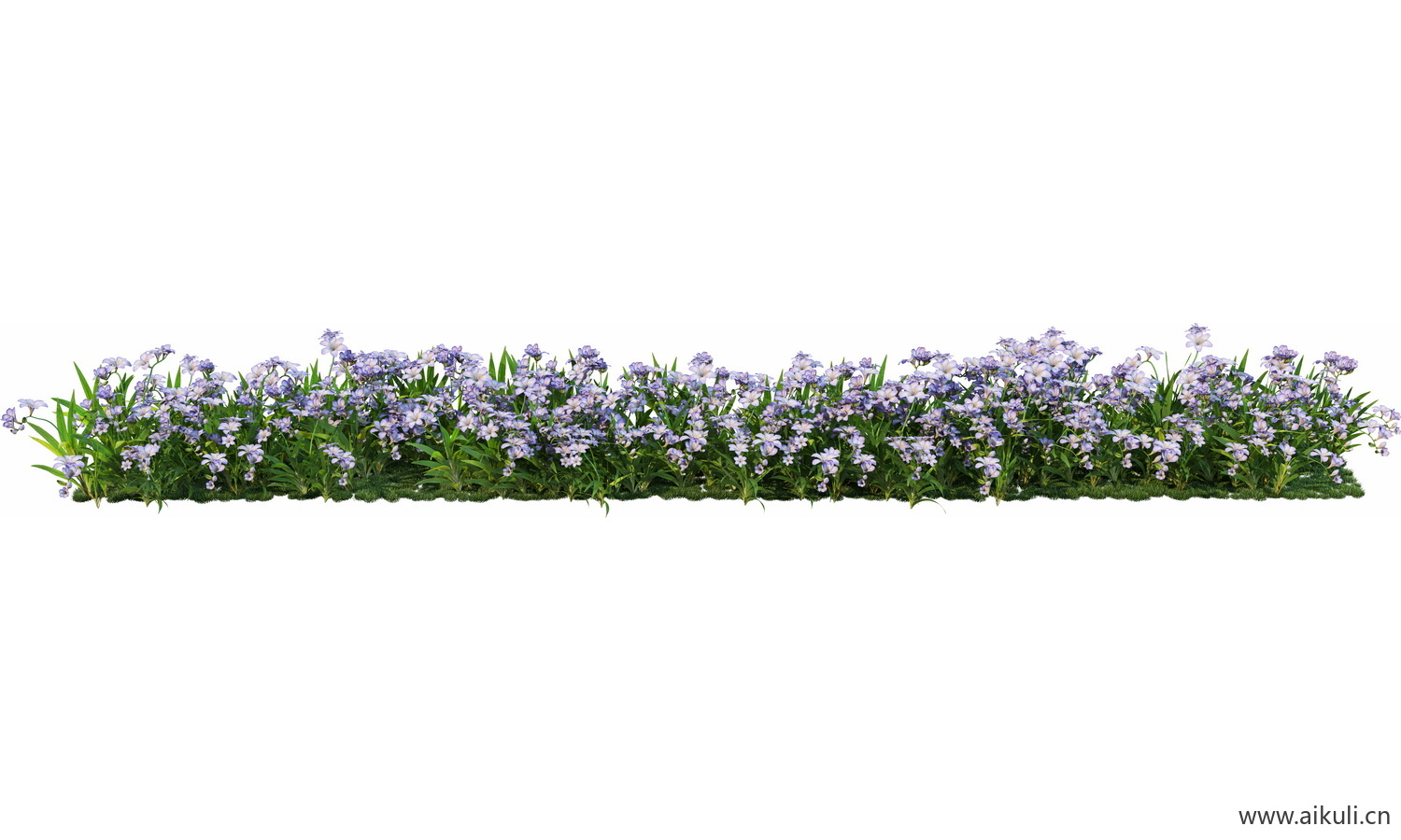一字条形形花池魔纹花坛绿篱花境镜植物花卉png免抠_13
