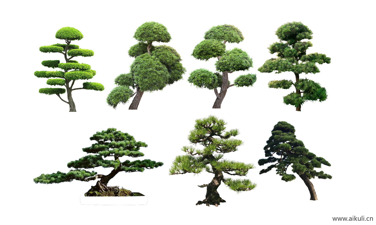 松树植物常绿乔木造型树柏树植物树PSD分层