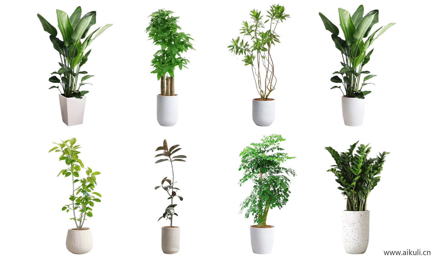 绿植摆件_植物_室内盆栽_盆栽PSD免抠