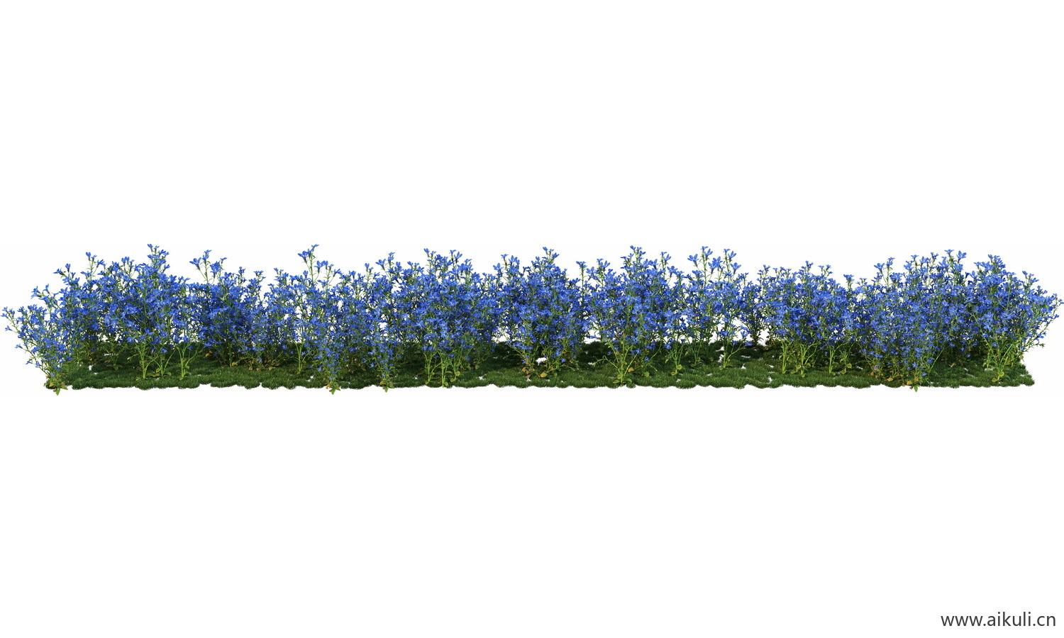一字条形形花池魔纹花坛绿篱花境镜植物花卉png免抠_09