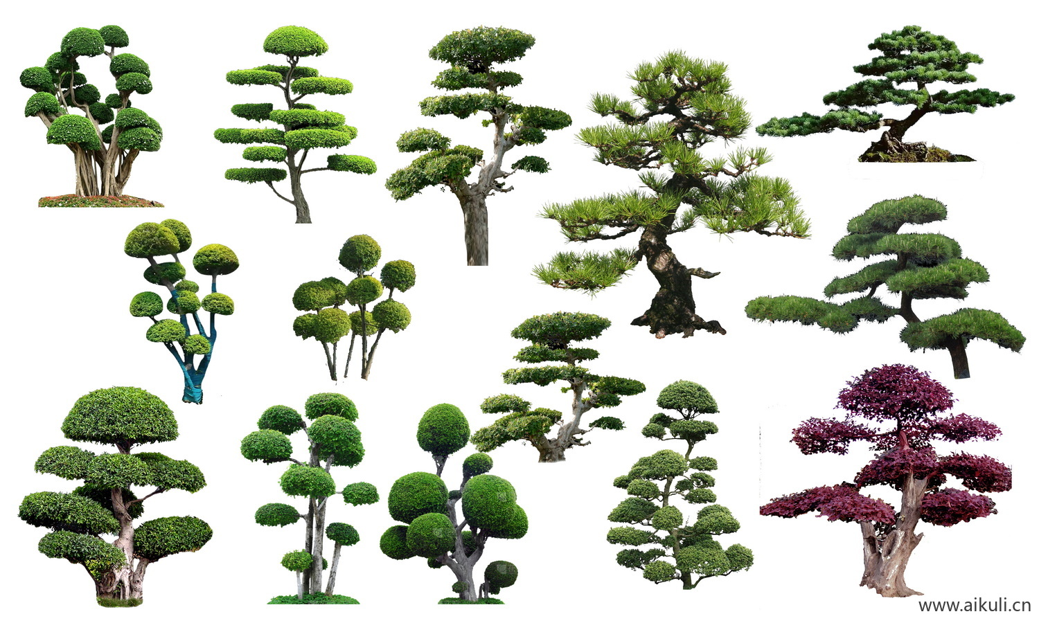 植物常绿乔木造型树常绿乔木植物树PSD分层