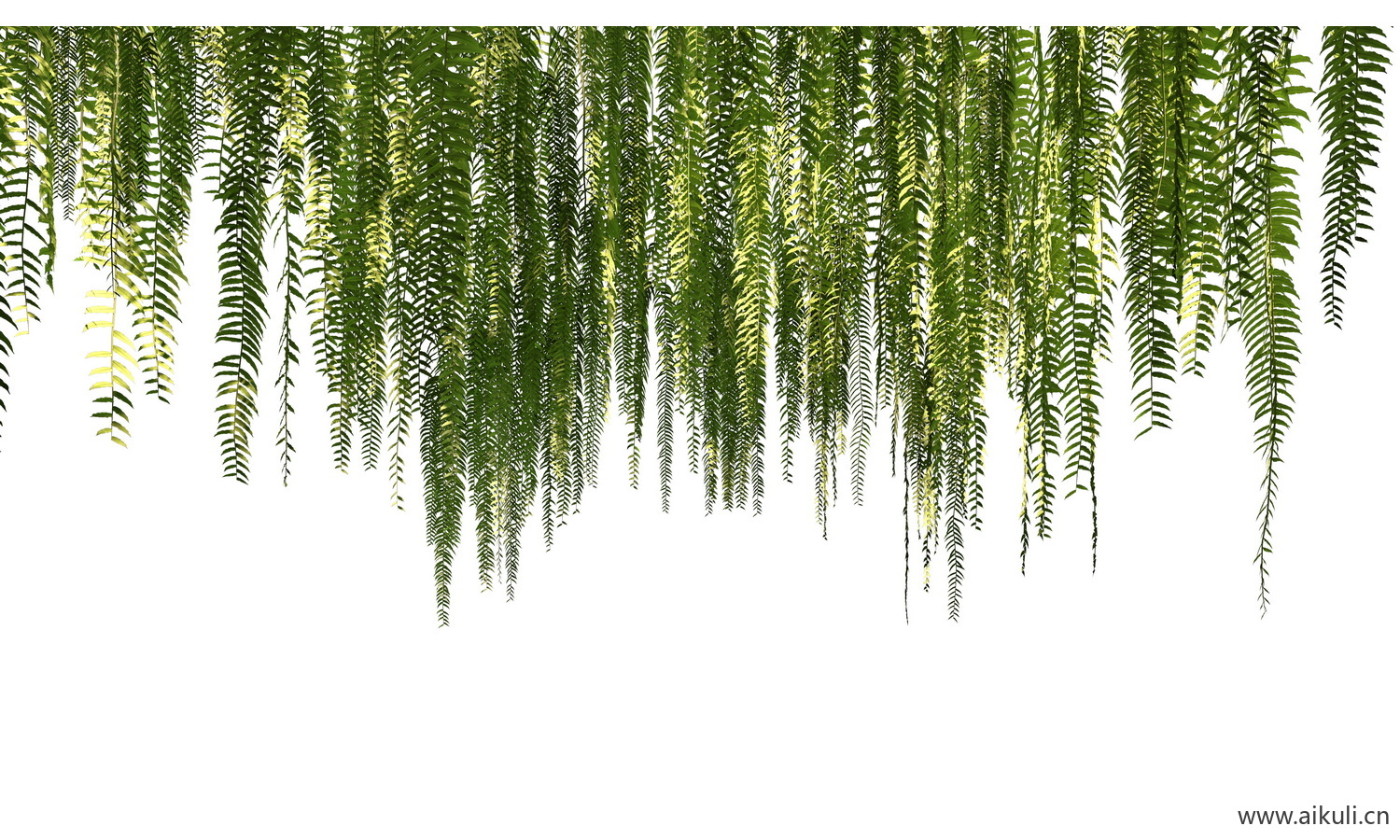 垂吊绿植藤蔓爬藤PSD免扣