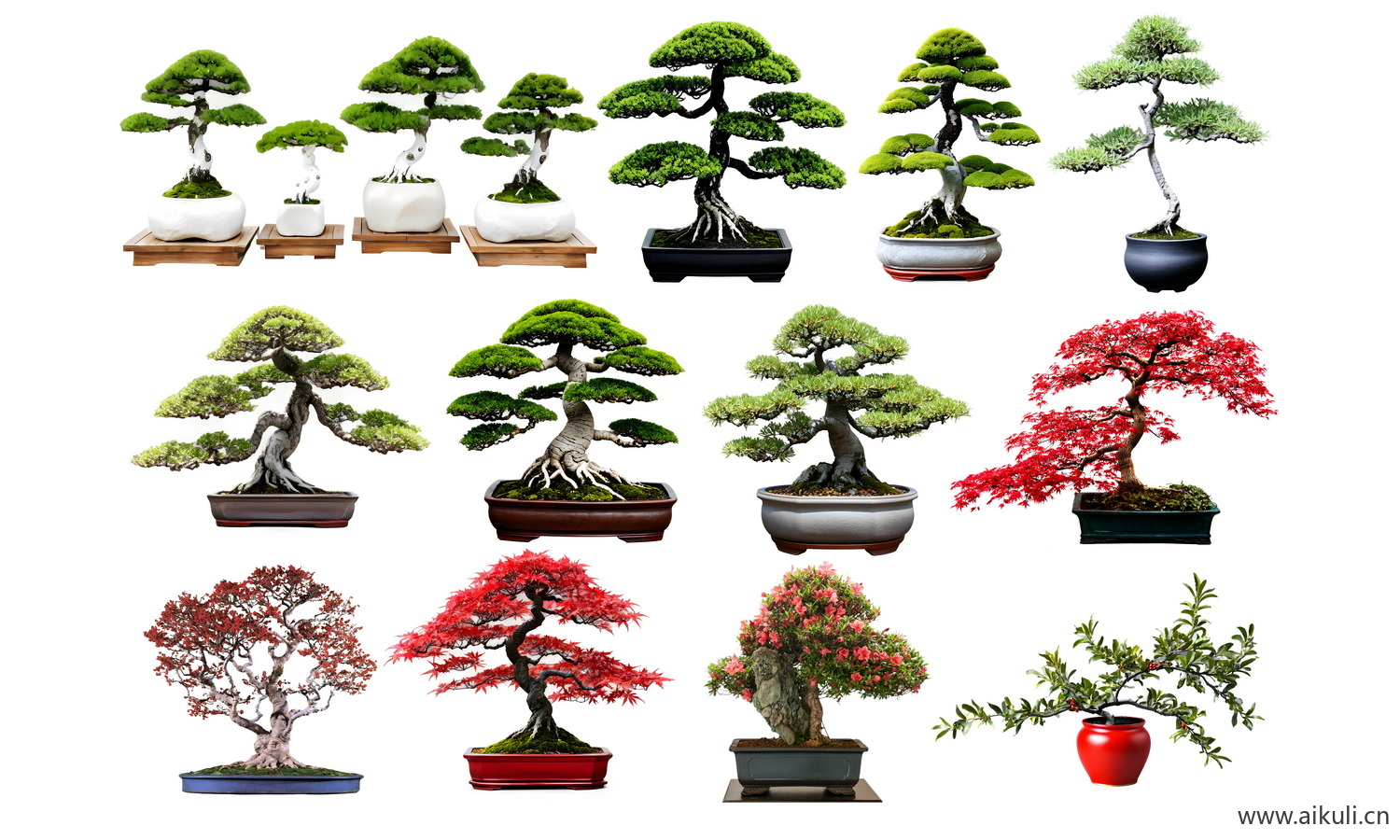 盆景造型植物-摆件黑松罗汉松-崖柏桩PSD免扣