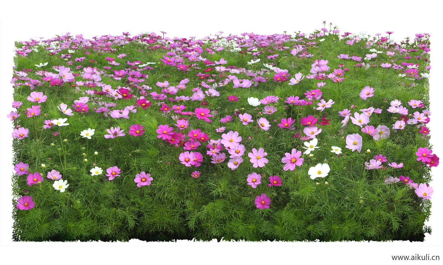 PSD免抠花坛地坡花卉植物波斯菊