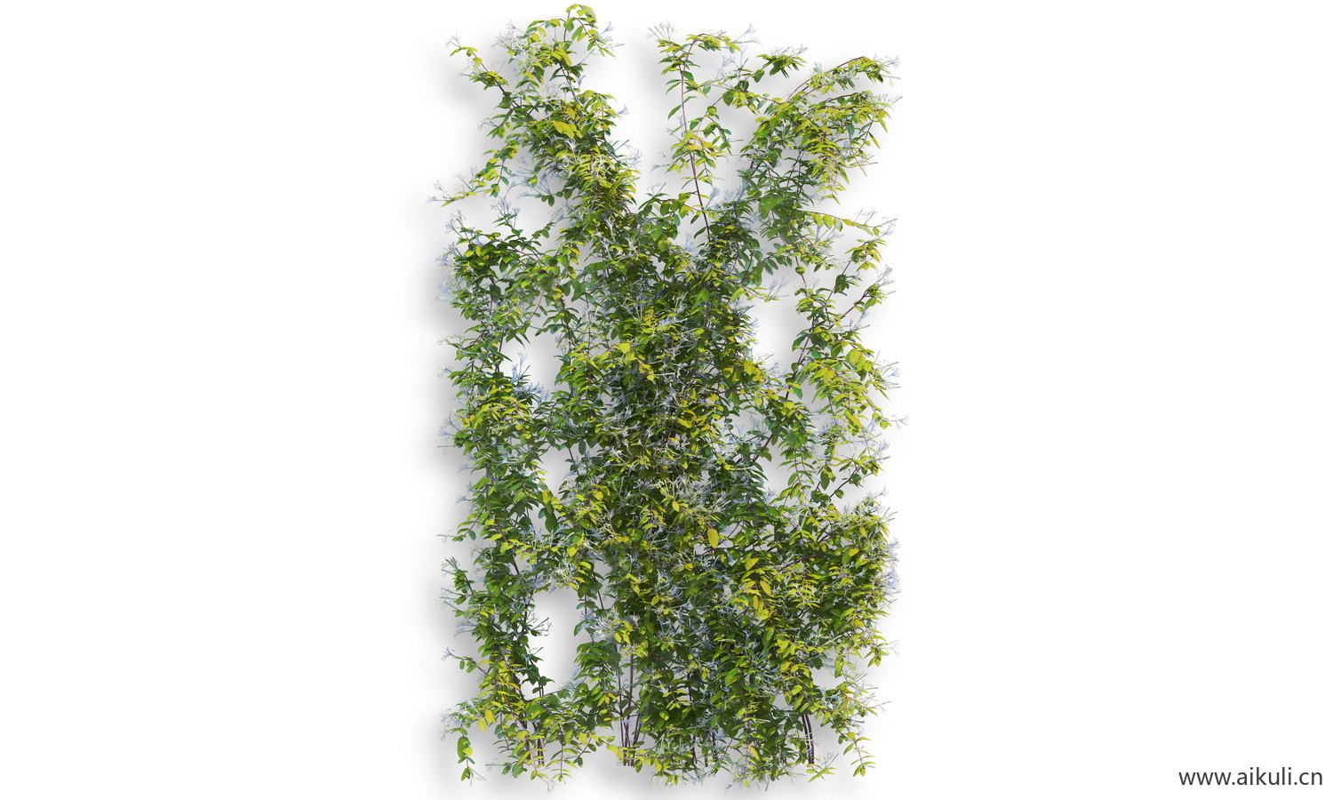 藤蔓植物爬藤PSD分层