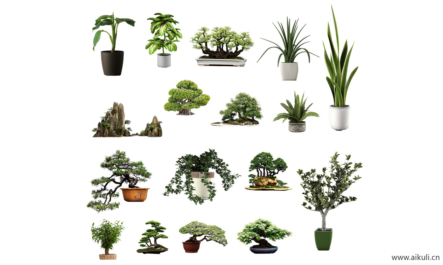 盆景造型植物摆件黑松罗汉松-崖柏桩PSD免扣