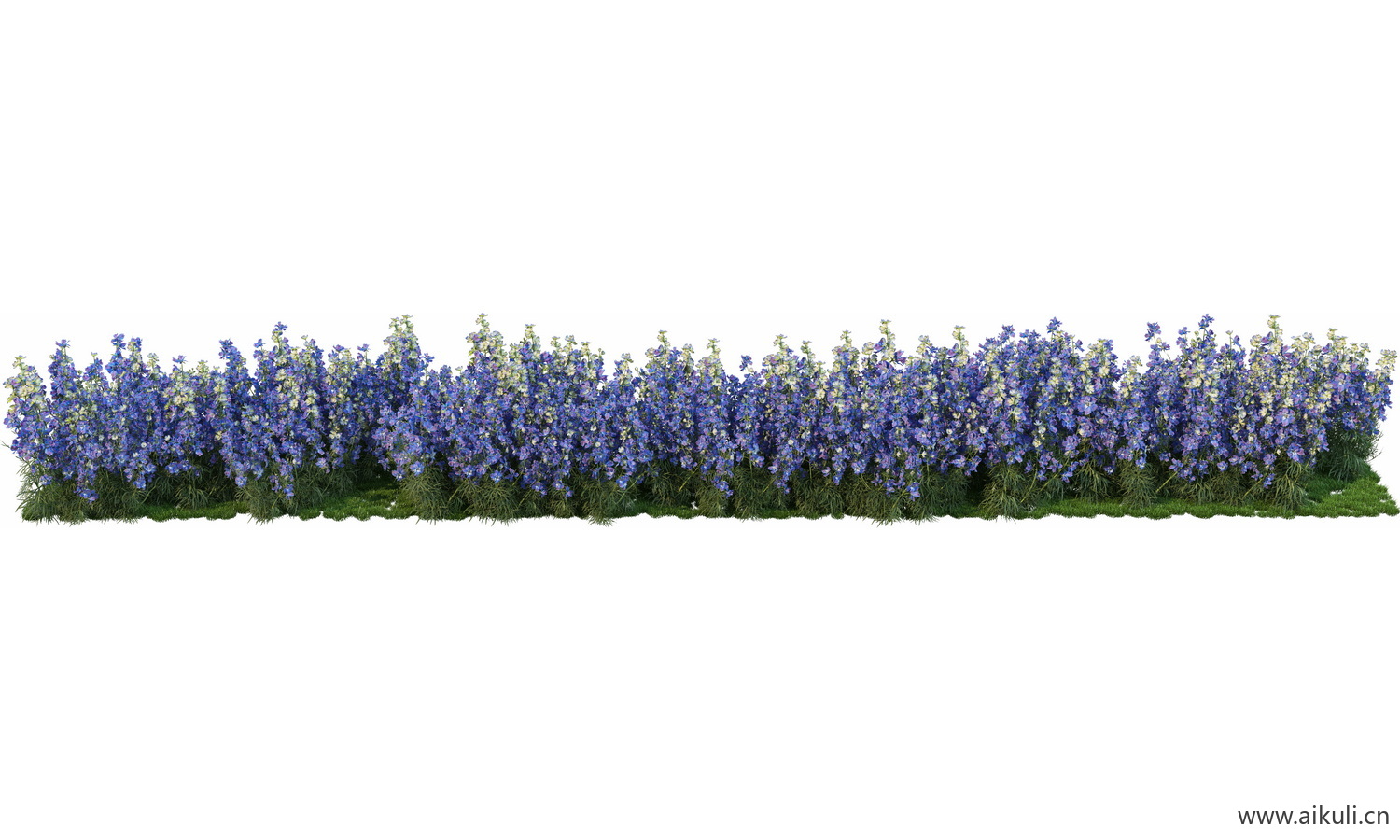 一字条形形花池魔纹花坛绿篱花境镜植物花卉png免抠_10