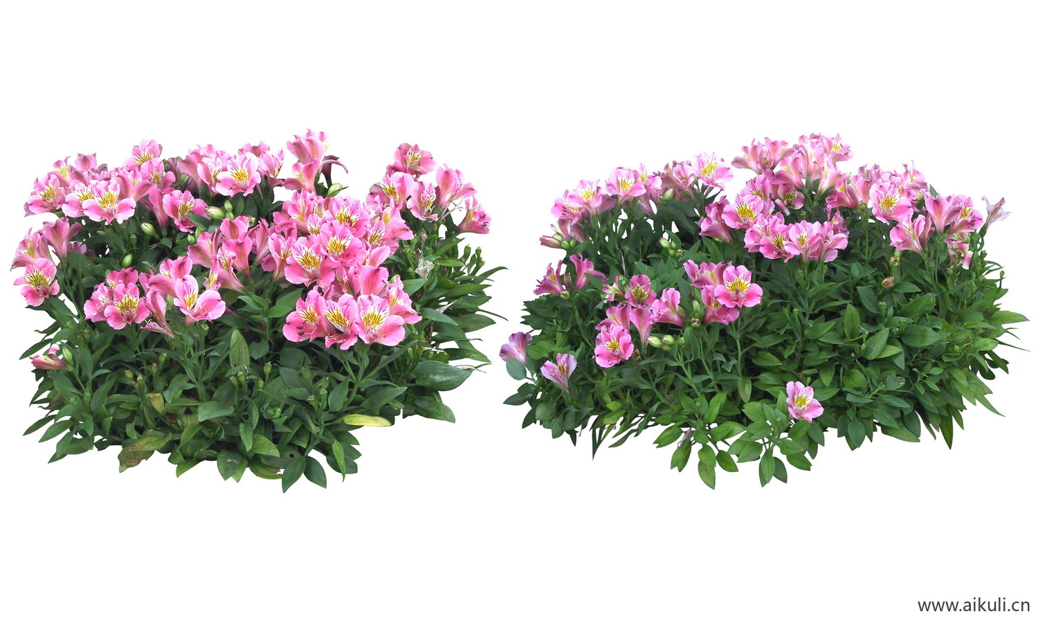 PSD免抠花坛地坡花卉植物六出花