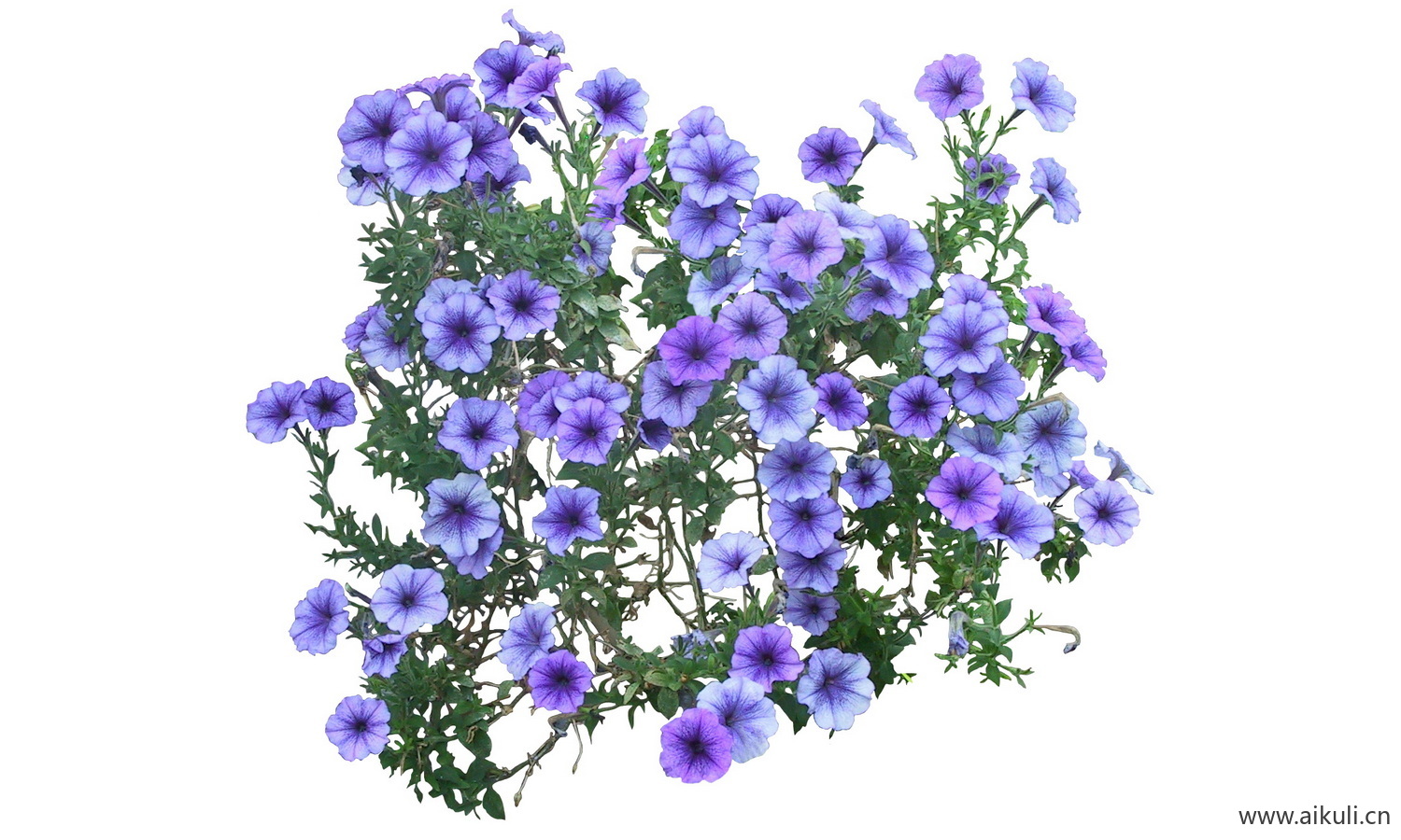 矮牵牛PSD免抠花坛地坡花卉植物
