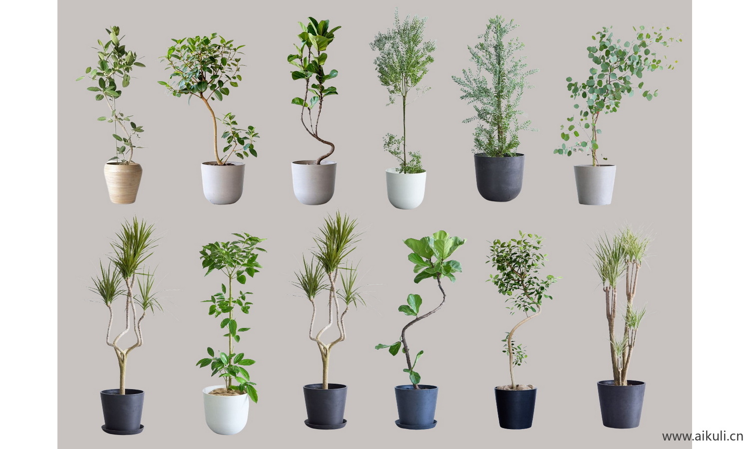 现代绿植摆件_植物_室内盆栽-盆栽PSD免抠