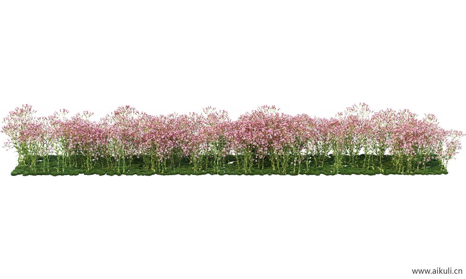 一字条形形花池魔纹花坛绿篱花境镜植物花卉png免抠_06