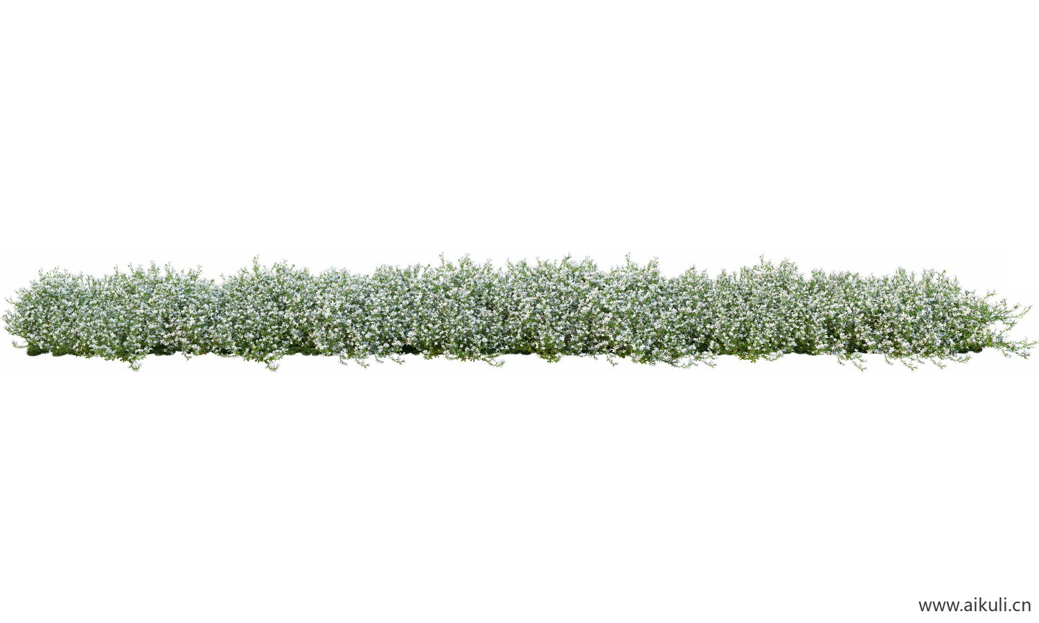 一字条形形花池魔纹花坛绿篱花境镜植物花卉png免抠_08