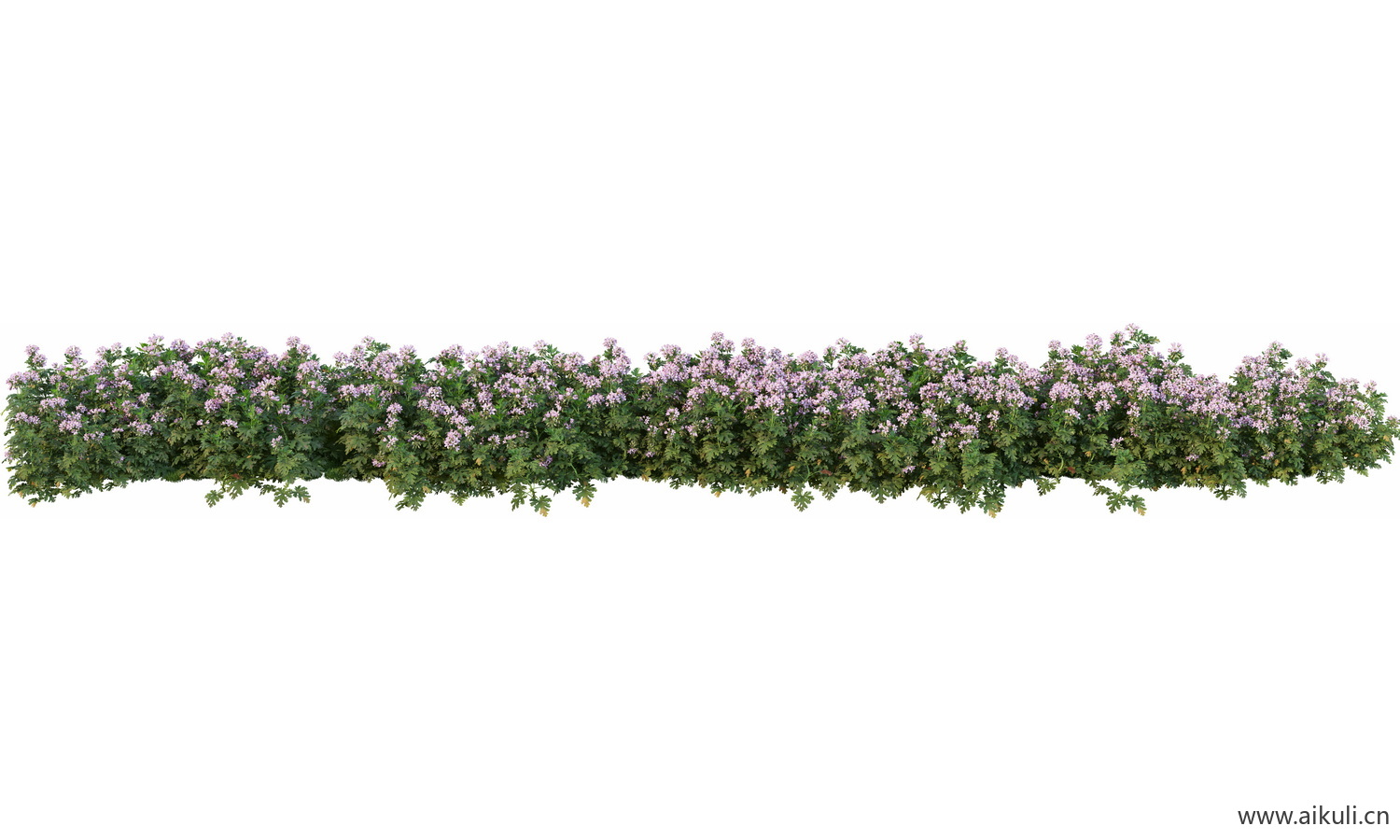 一字条形形花池魔纹花坛绿篱花境镜植物花卉png免抠_05