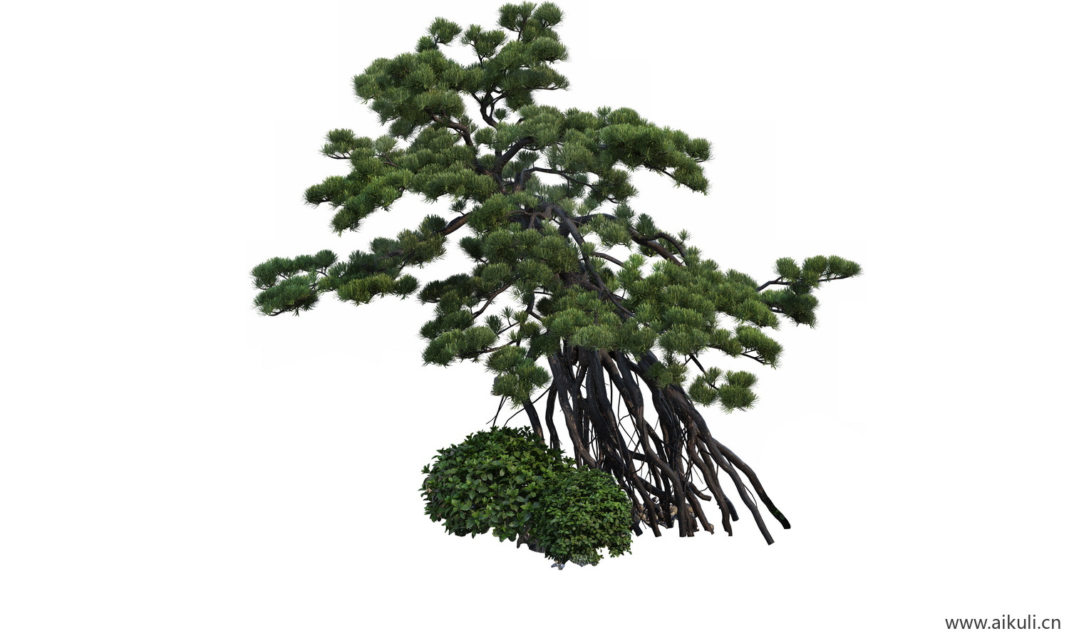 bonsai5乔木植物大树PNG免扣