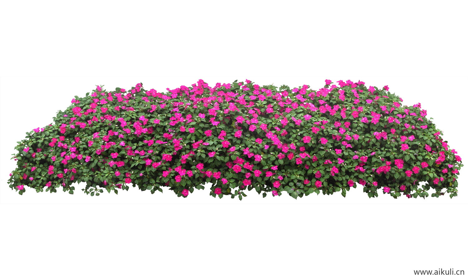 PSD免抠花坛地坡花卉植物洋凤仙