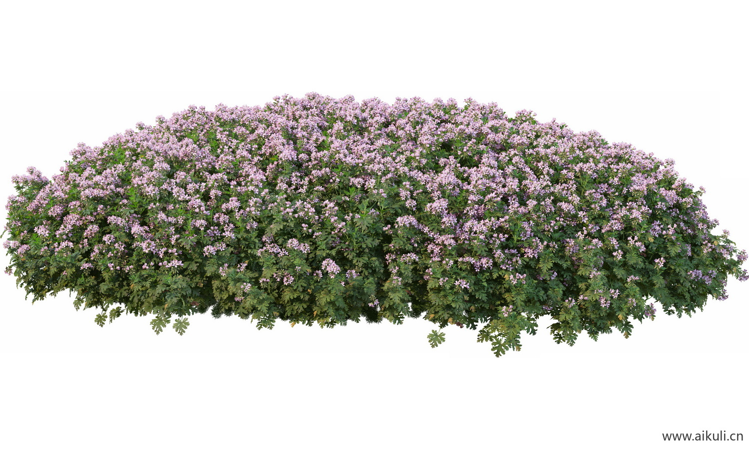 圆形花池魔纹花坛绿篱花境镜植物花卉png免抠_08