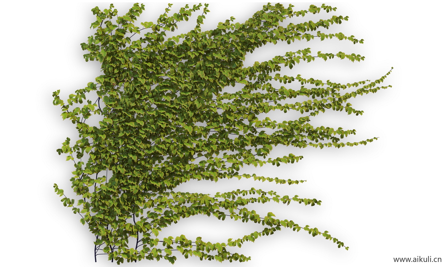 藤蔓植物-爬藤PSD分层